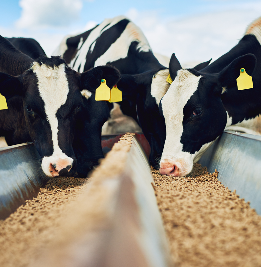 Animal Feed Industry